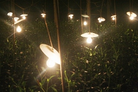 Đốt trấu, thắp đèn sưởi ấm cho... hoa xứ lạnh - 2 Đốt trấu, thắp đèn sưởi ấm cho... hoa xứ lạnh - 2