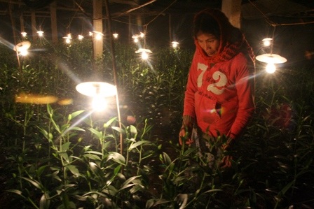 Đốt trấu, thắp đèn sưởi ấm cho... hoa xứ lạnh - 3 Đốt trấu, thắp đèn sưởi ấm cho... hoa xứ lạnh - 3