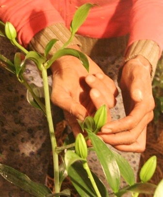 Đốt trấu, thắp đèn sưởi ấm cho... hoa xứ lạnh - 4 Đốt trấu, thắp đèn sưởi ấm cho... hoa xứ lạnh - 4
