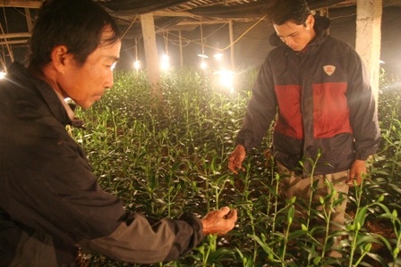 Đốt trấu, thắp đèn sưởi ấm cho... hoa xứ lạnh - 8 Đốt trấu, thắp đèn sưởi ấm cho... hoa xứ lạnh - 8