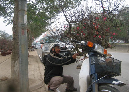 Đã tấp nập những chuyến xe chở đào, quất… - 1 Đã tấp nập những chuyến xe chở đào, quất… - 1