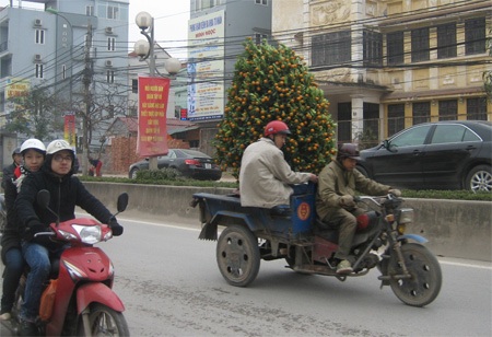 Đã tấp nập những chuyến xe chở đào, quất… - 2 Đã tấp nập những chuyến xe chở đào, quất… - 2