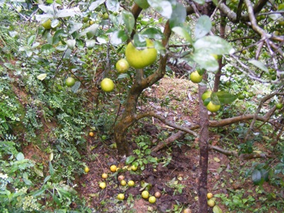 Sương muối, giá lạnh “cướp” mùa chanh - 1