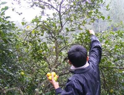 Sương muối, giá lạnh “cướp” mùa chanh - 2