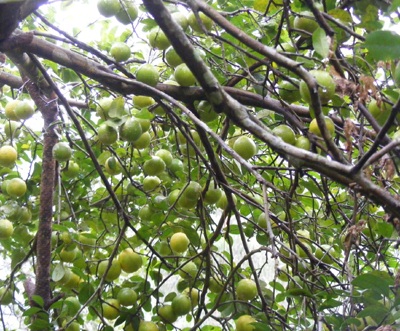 Sương muối, giá lạnh “cướp” mùa chanh - 3