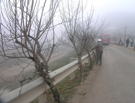 Chợ đào Sa Pa “xuýt xoa” trong sương mù, giá rét - 1 Chợ đào Sa Pa “xuýt xoa” trong sương mù, giá rét - 1