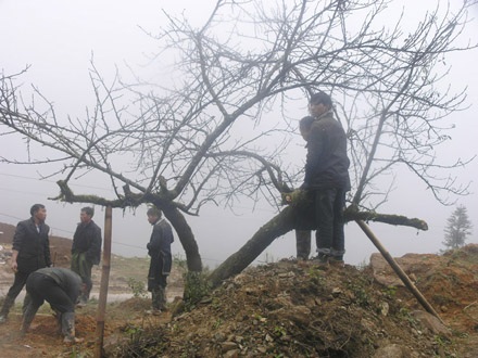 Chợ đào Sa Pa “xuýt xoa” trong sương mù, giá rét - 2 Chợ đào Sa Pa “xuýt xoa” trong sương mù, giá rét - 2