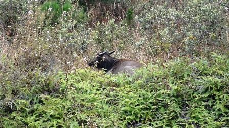 Vẫn tiếp diễn tình trạng hàng ngàn trâu bò chết rét - 1