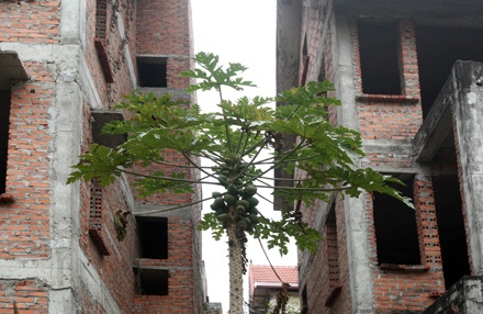Chùm ảnh biệt thự bỏ hoang ở Hà Nội - 12 Chùm ảnh biệt thự bỏ hoang ở Hà Nội - 12