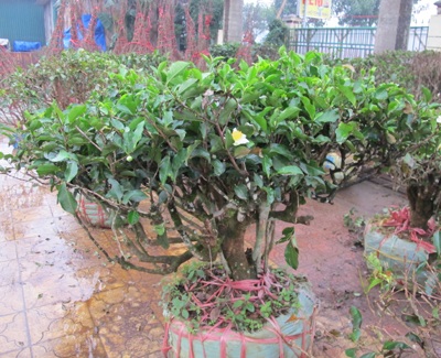 Thú chơi cây chè xanh ngày Tết - 1