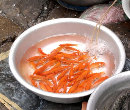 Người người sắm sửa lễ “tiễn” Táo quân - 2 Người người sắm sửa lễ “tiễn” Táo quân - 2