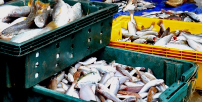 Cá đầy khoang, ngư dân ấm Tết - 3