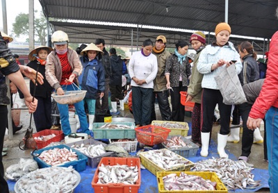 Cá đầy khoang, ngư dân ấm Tết - 4