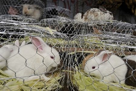 Không khí Tết tưng bừng khắp châu Á - 10