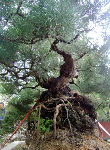 Cây cảnh, hoa Tết “khủng” hút hồn khách chơi xuân - 2 Cây cảnh, hoa Tết “khủng” hút hồn khách chơi xuân - 2