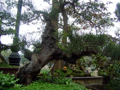 Cây cảnh, hoa Tết “khủng” hút hồn khách chơi xuân - 3 Cây cảnh, hoa Tết “khủng” hút hồn khách chơi xuân - 3