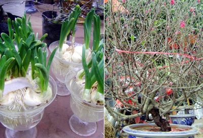 Cây cảnh, hoa Tết “khủng” hút hồn khách chơi xuân - 1 Cây cảnh, hoa Tết “khủng” hút hồn khách chơi xuân - 1