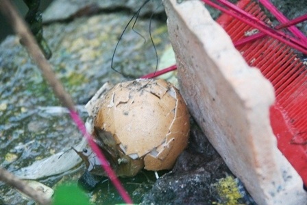 Ngắm ông bà Táo cùng “hành trang” lên chầu Trời - 8