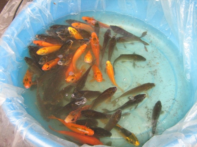 Ngày Táo quân của những người Công giáo - 8