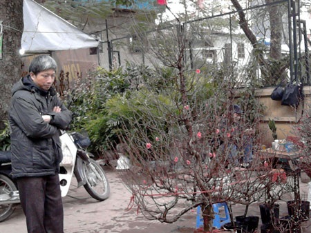Người Hà Nội đổ xô đi mua hoa giả chơi Tết - 3