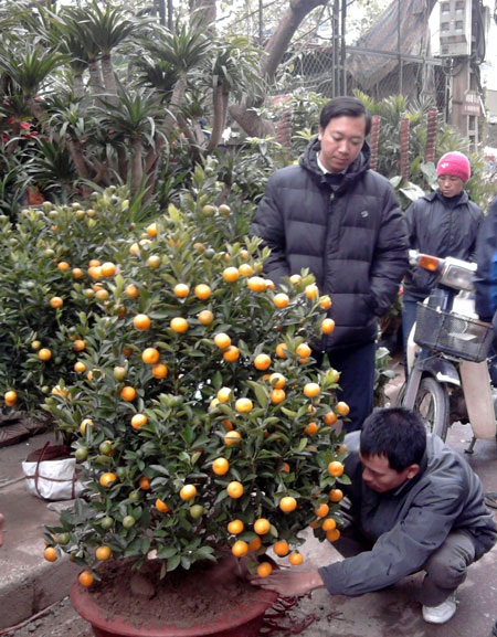 Người Hà Nội đổ xô đi mua hoa giả chơi Tết - 2