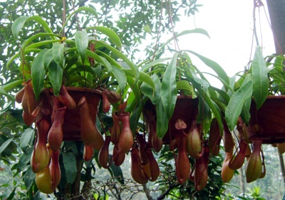 Cây cảnh, hoa Tết “khủng” hút hồn khách chơi xuân - 5 Cây cảnh, hoa Tết “khủng” hút hồn khách chơi xuân - 5