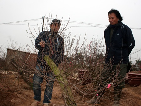 Đào Nhật Tân “méo mặt”, quất Tứ Liên “cười tươi” - 1 Đào Nhật Tân “méo mặt”, quất Tứ Liên “cười tươi” - 1