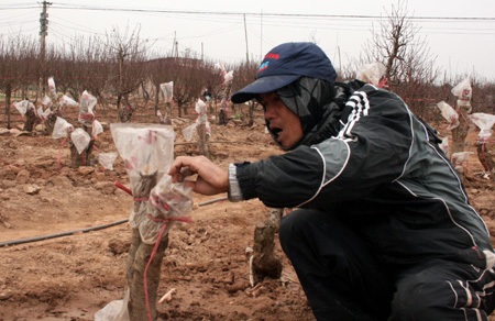 Đào Nhật Tân “méo mặt”, quất Tứ Liên “cười tươi” - 2 Đào Nhật Tân “méo mặt”, quất Tứ Liên “cười tươi” - 2