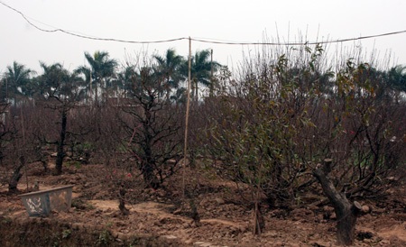 Đào Nhật Tân “méo mặt”, quất Tứ Liên “cười tươi” - 3 Đào Nhật Tân “méo mặt”, quất Tứ Liên “cười tươi” - 3