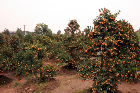 Đào Nhật Tân “méo mặt”, quất Tứ Liên “cười tươi” - 4 Đào Nhật Tân “méo mặt”, quất Tứ Liên “cười tươi” - 4
