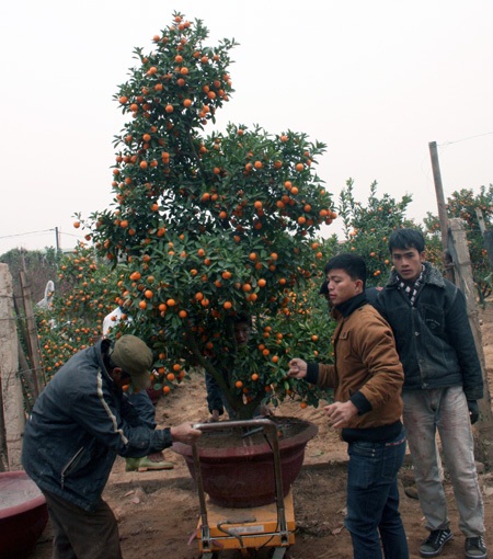 Đào Nhật Tân “méo mặt”, quất Tứ Liên “cười tươi” - 5 Đào Nhật Tân “méo mặt”, quất Tứ Liên “cười tươi” - 5
