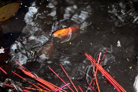 Rác ngập sông sau lễ tiễn ông Công, ông Táo  - 8