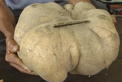 Thu hoạch được củ sắn "khủng" - 1 Thu hoạch được củ sắn "khủng" - 1