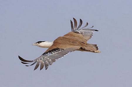 Những loài chim hiếm nhất thế giới - 10