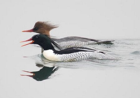 Những loài chim hiếm nhất thế giới - 11