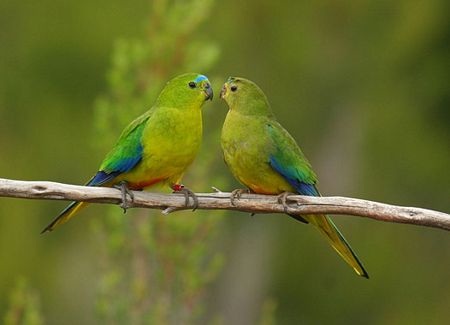 Những loài chim hiếm nhất thế giới - 12