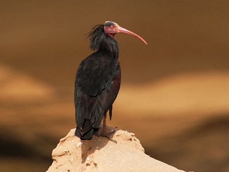 Những loài chim hiếm nhất thế giới - 13