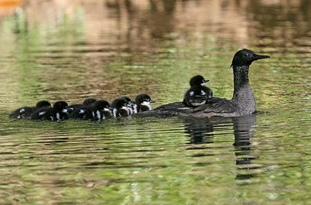 Những loài chim hiếm nhất thế giới - 2