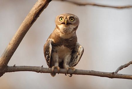 Những loài chim hiếm nhất thế giới - 4