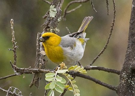 Những loài chim hiếm nhất thế giới - 5