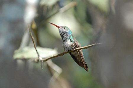 Những loài chim hiếm nhất thế giới - 6