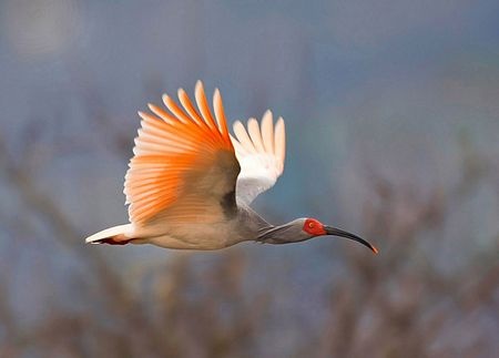 Những loài chim hiếm nhất thế giới - 7