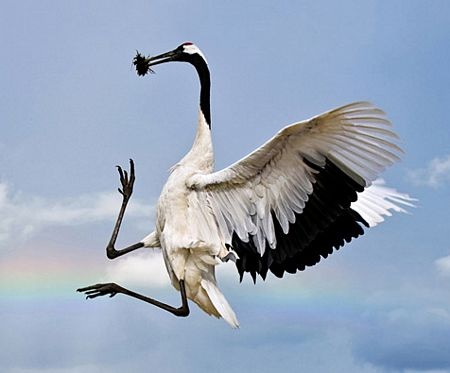 Những loài chim hiếm nhất thế giới - 8