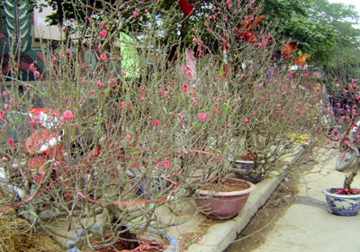 Khách chơi xuân “săn” đào ngoại - 3 Khách chơi xuân “săn” đào ngoại - 3