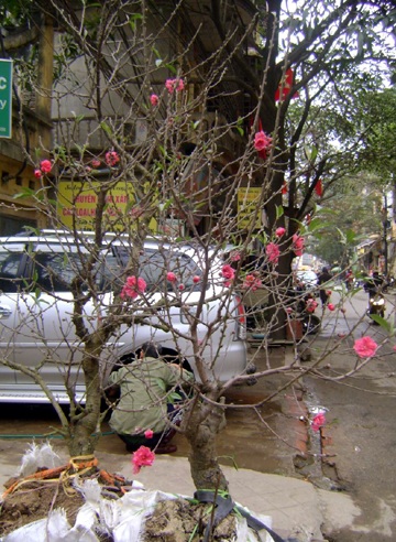 Khách chơi xuân “săn” đào ngoại - 2 Khách chơi xuân “săn” đào ngoại - 2