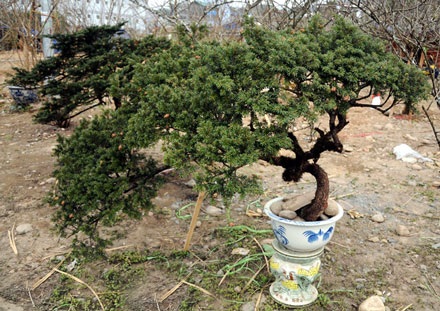 Bán cây cảnh có tên trong sách đỏ ở hội hoa xuân - 1 Bán cây cảnh có tên trong sách đỏ ở hội hoa xuân - 1