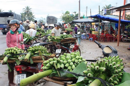 Nhộn nhịp chợ chuối cuối năm - 2 Nhộn nhịp chợ chuối cuối năm - 2