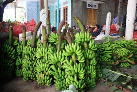 Nhộn nhịp chợ chuối cuối năm - 4 Nhộn nhịp chợ chuối cuối năm - 4