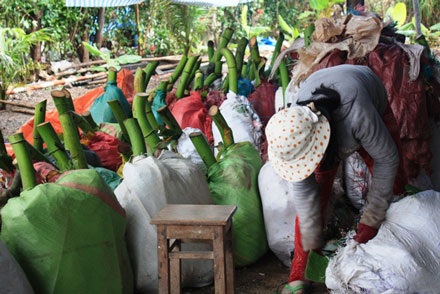 Nhộn nhịp chợ chuối cuối năm - 7 Nhộn nhịp chợ chuối cuối năm - 7