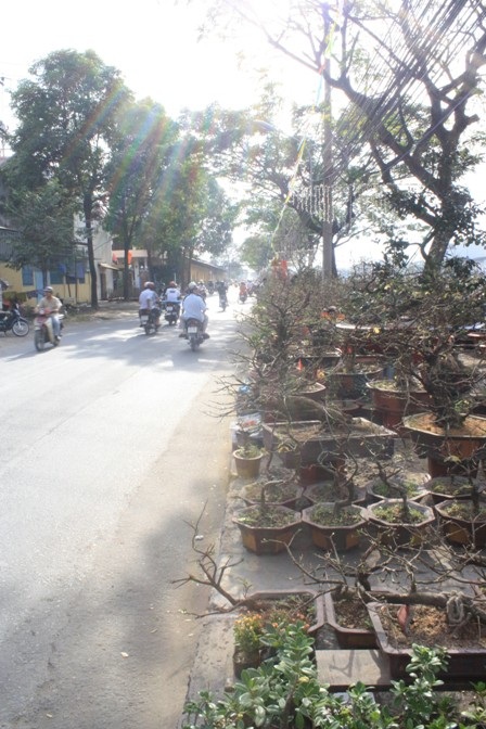 TPHCM: Chợ hoa trên bến dưới thuyền - 5